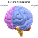 Have you understood your left brain and right brain yet?